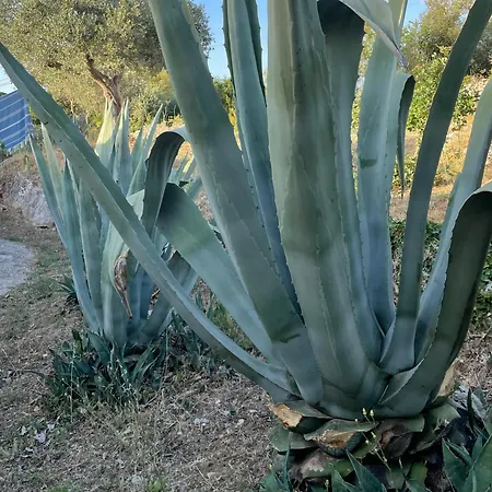 컨트리하우스 Dimora Casanoja 노치